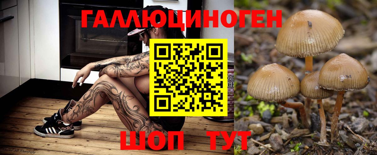 Псилоцибиновые грибы Psilocybine cubensis Тамбов